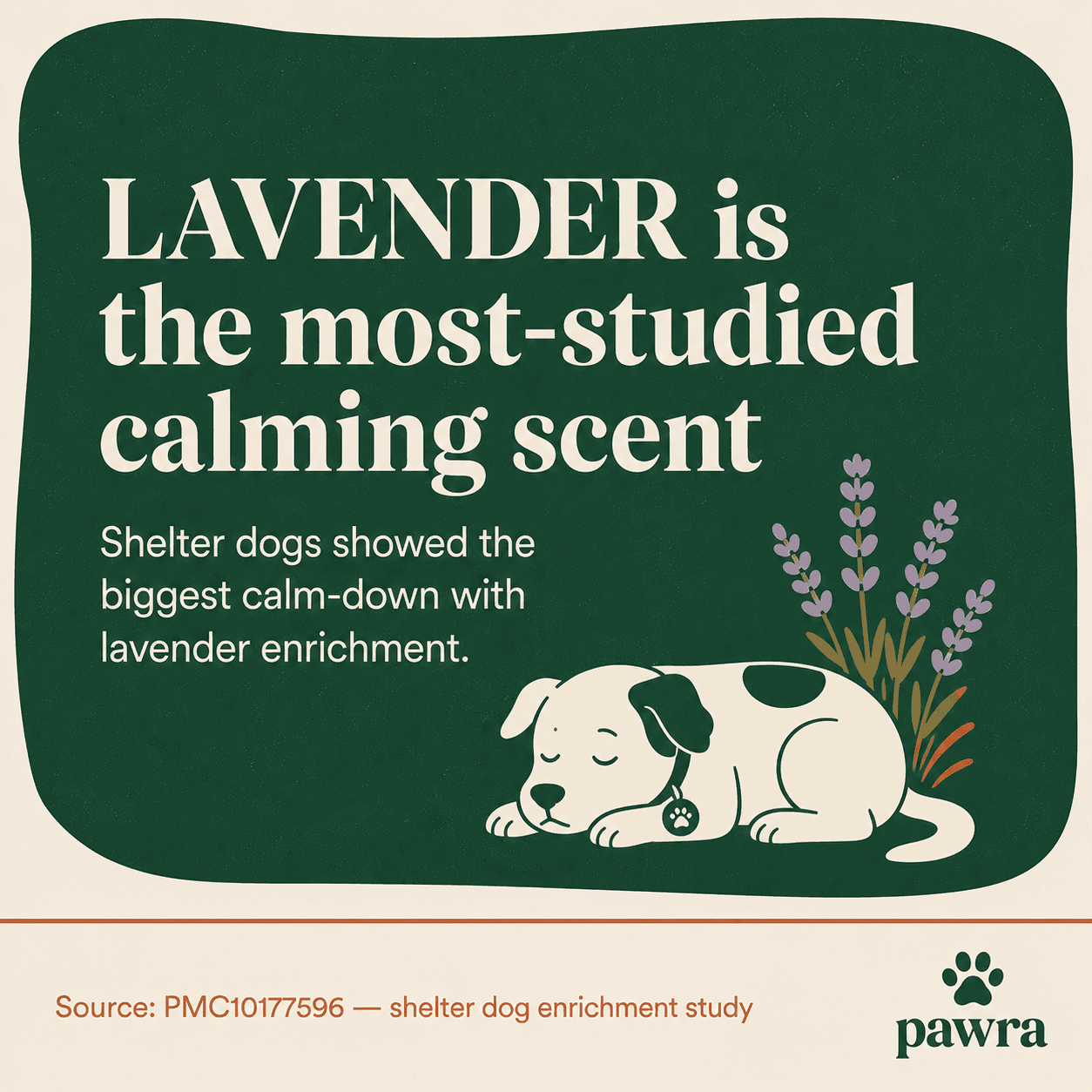 Lavender is the most-studied calming scent