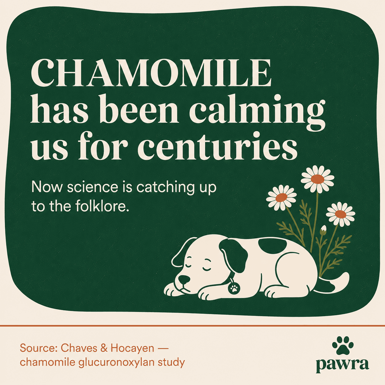 Chamomile has been calming us for centuries